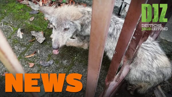 Wolfswelpe im Zaun, Rehkitzrettung, Spende für Flutopfer abgelehnt - DJZ NEWS 38/2021