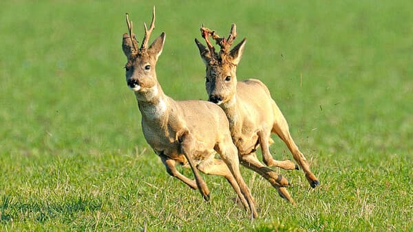 Jetzt schauen, später schießen