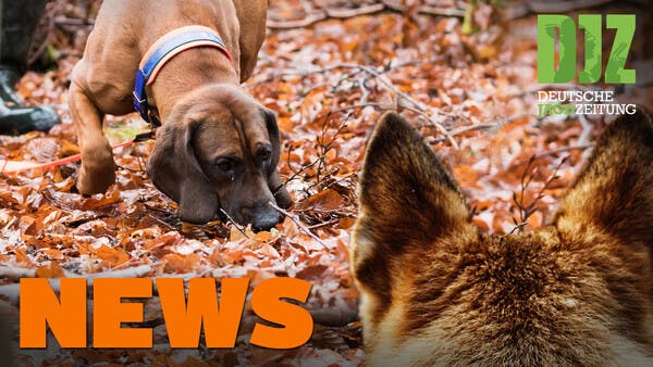 Wolf beißt Jagdhund, Jäger findet Vermisste, Nachtzieltechnik u.w. - DJZ-News 3/2021