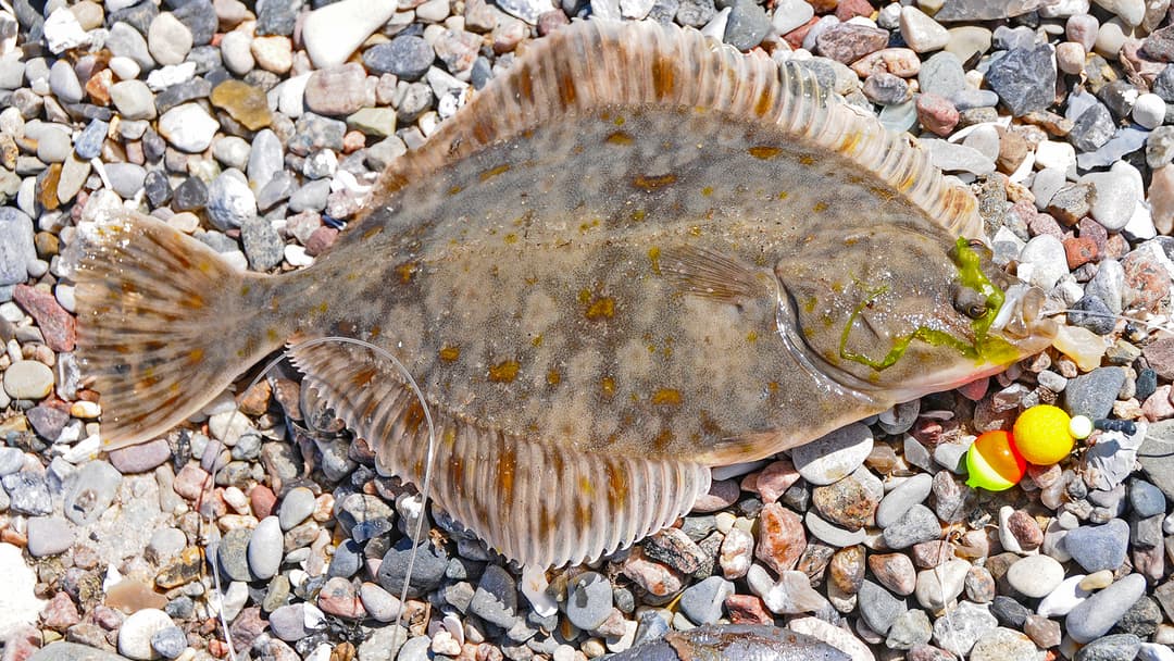 Perlen vor die Platten