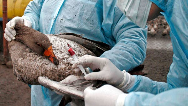 Vogelgrippe – Eine völlig neue Dimension