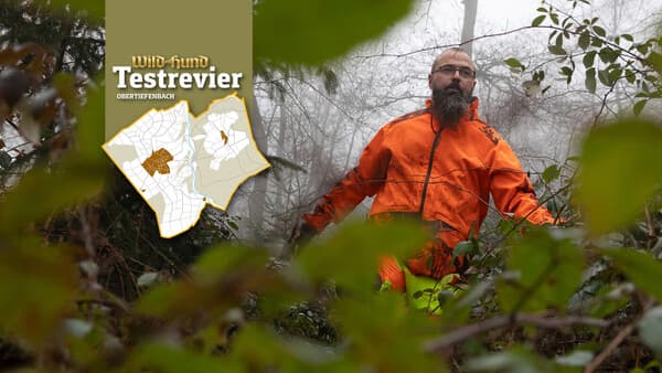 Nebel, Dornen, dicke Sauen