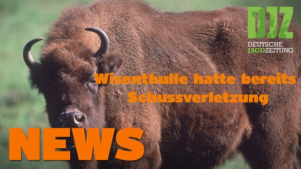 Tragischer Todesfall, Wisent mit Schuss u.w. - DJZ NEWS vom 13. Juli 2022.