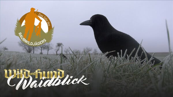 Auf Krähen am freundlichen Lockbild - Folge 3 - Das Jahr des Raubwildjägers
